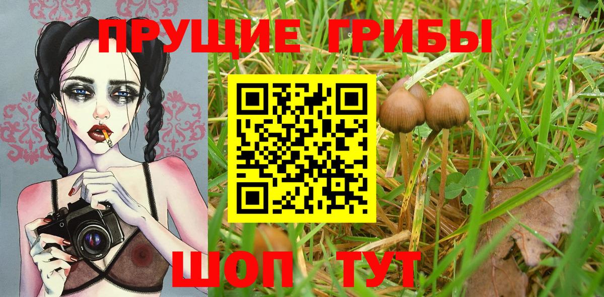 Псилоцибиновые грибы Cubensis Ковров
